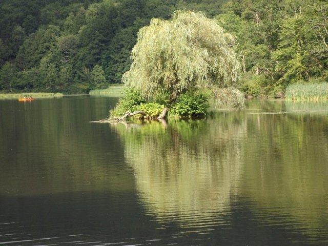 Susan's Pleasant Pheasant Farm