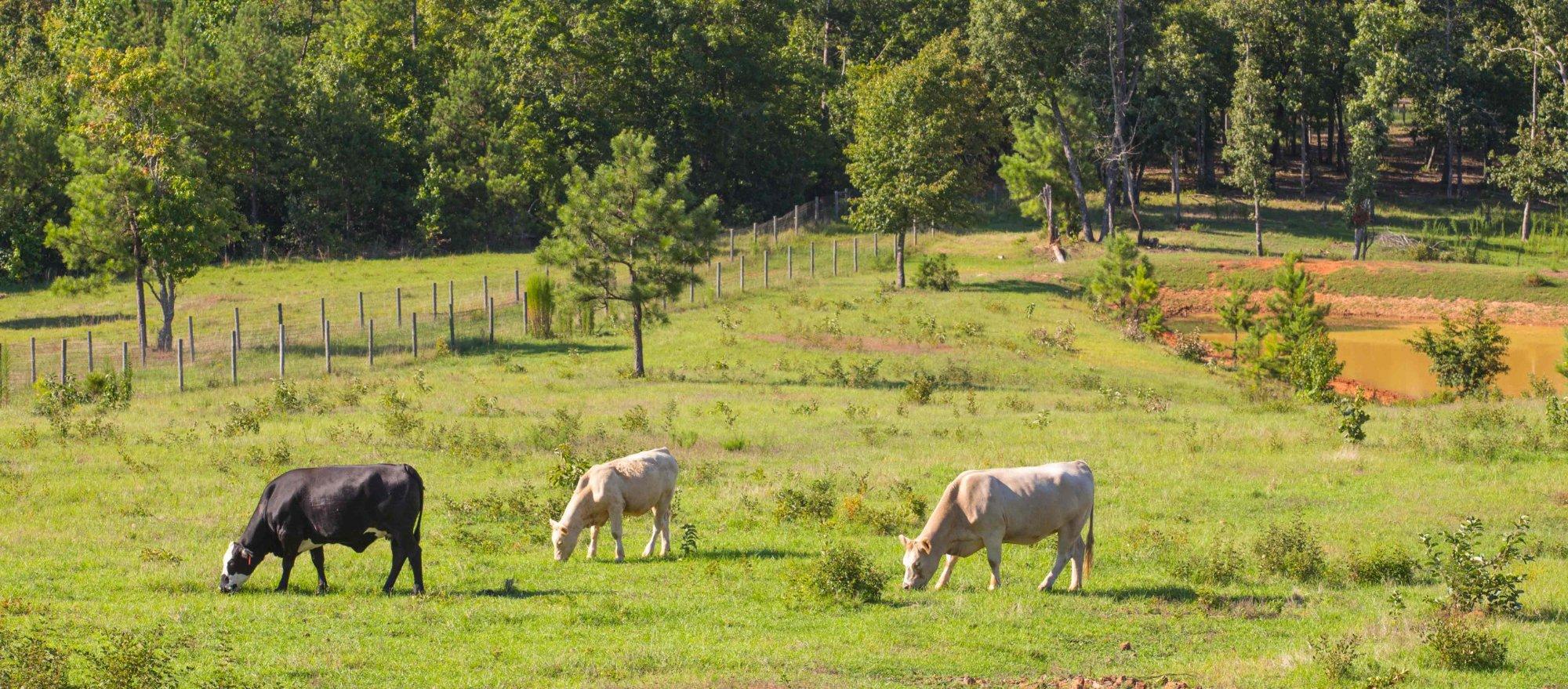 Full Circle Farm Sanctuary