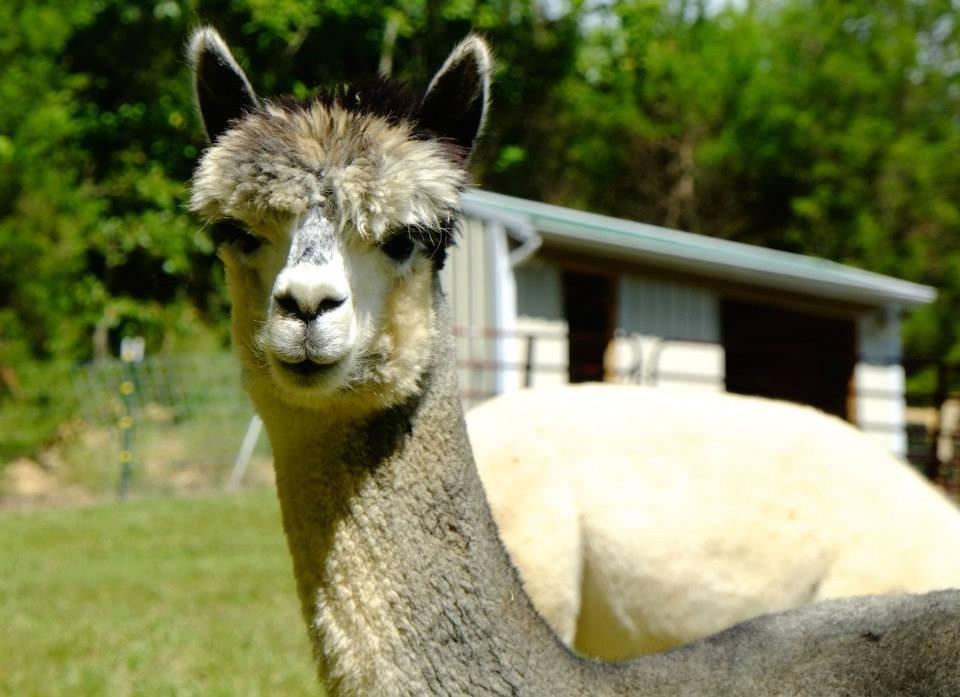 Alpaca Haven Farm