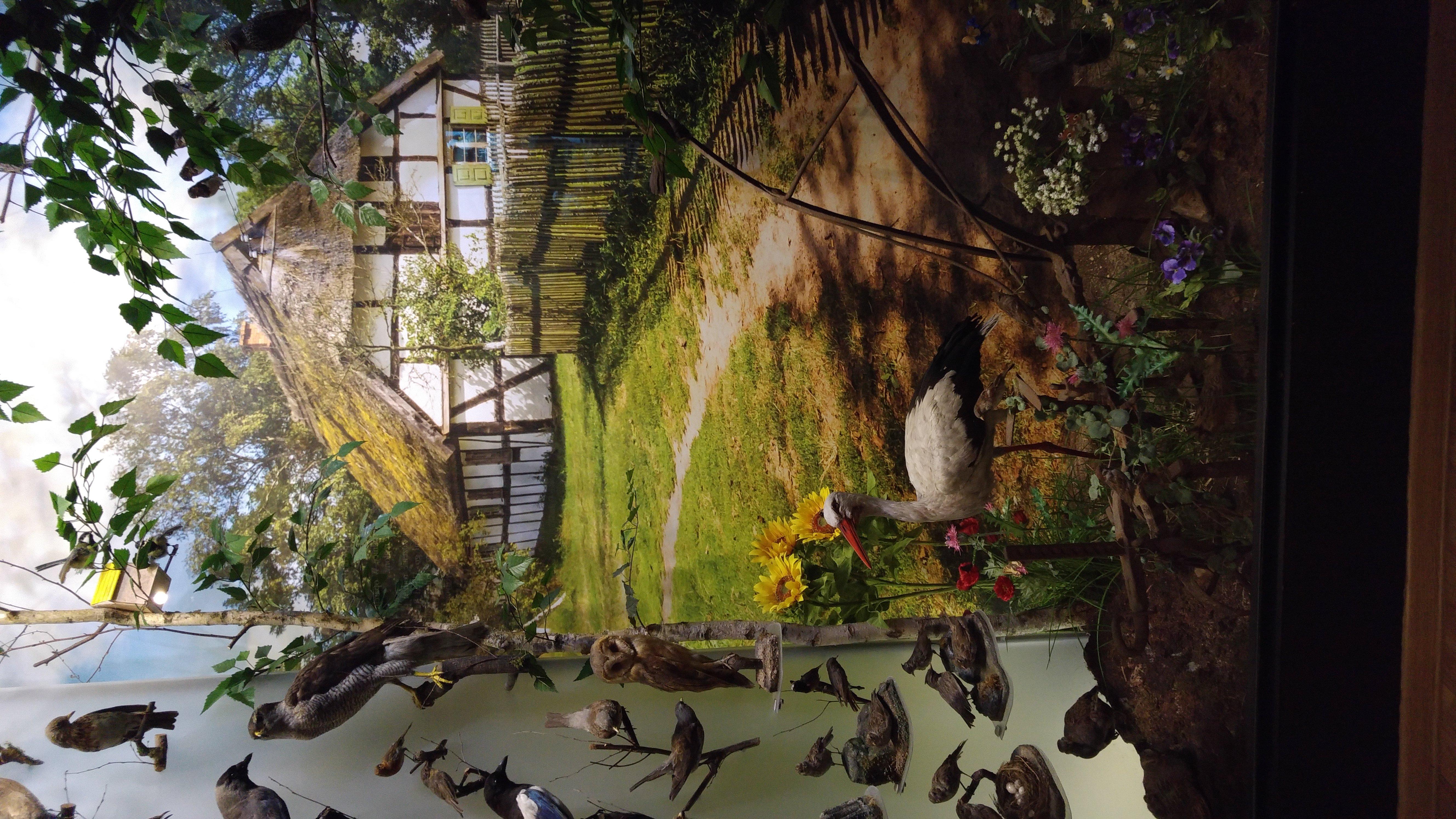 Natural History Museum