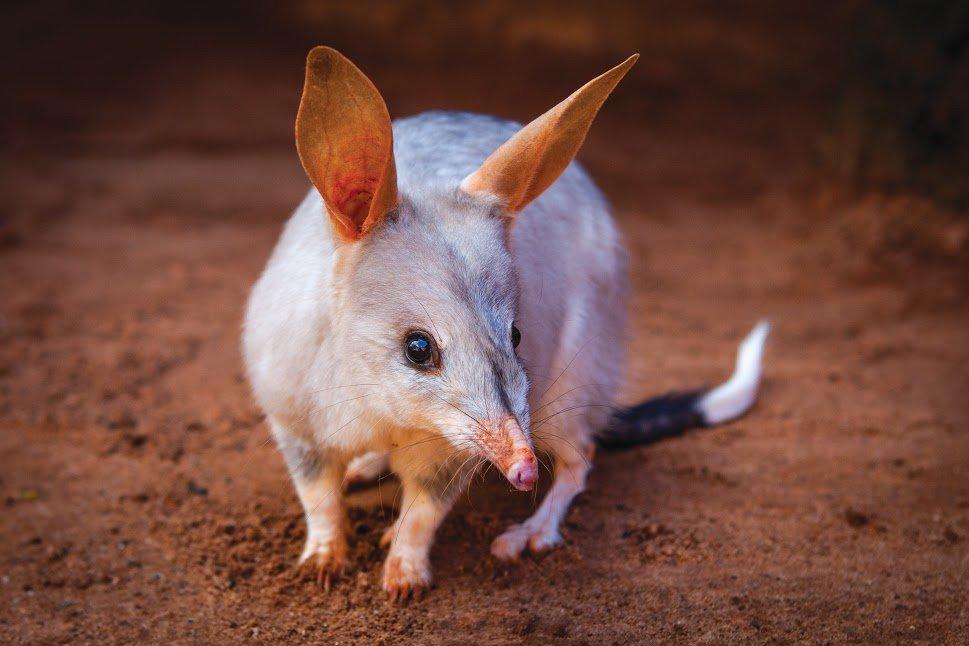 Charleville Bilby Experience