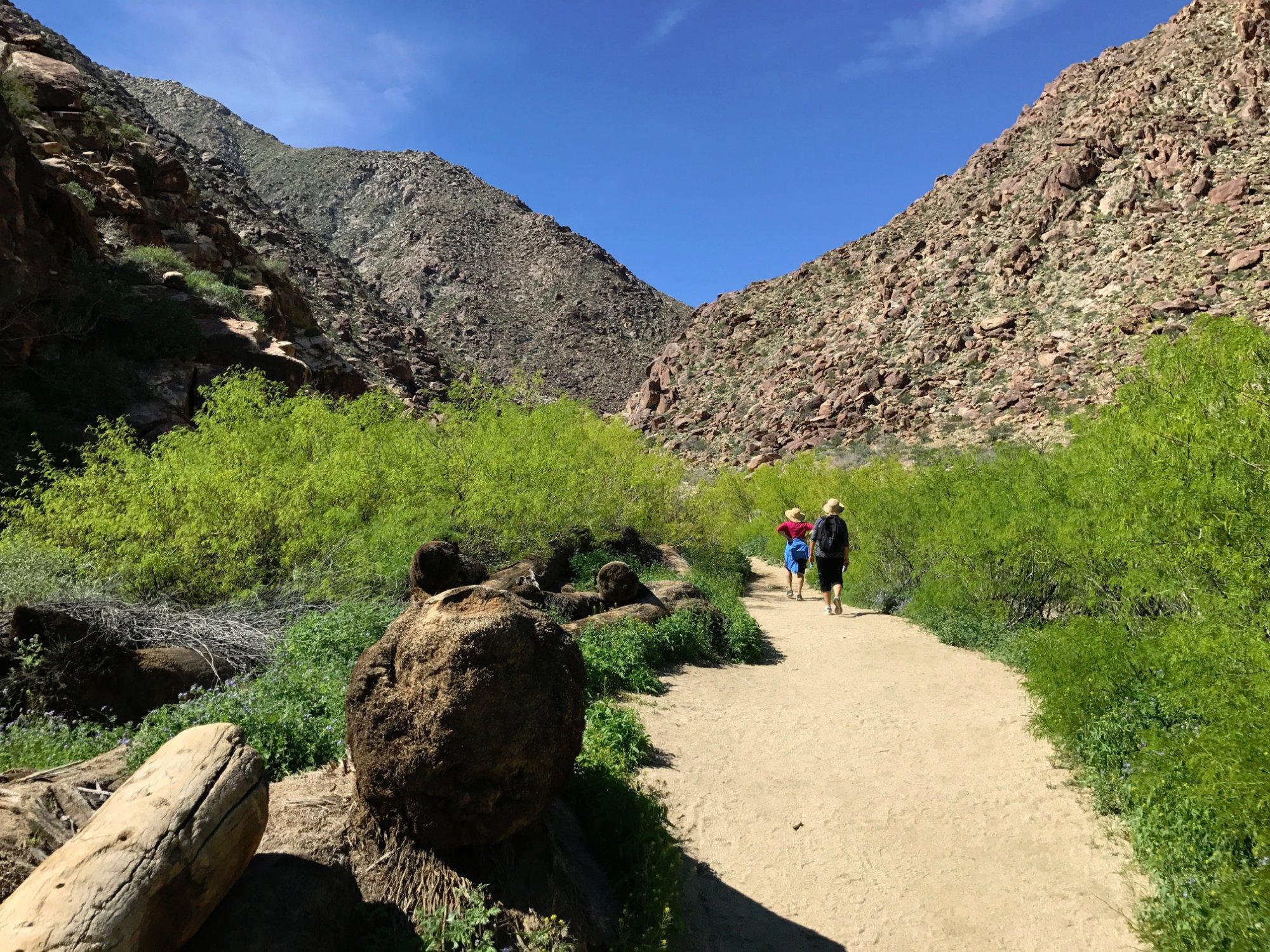 Borrego Palm Canyon Nature Trail
