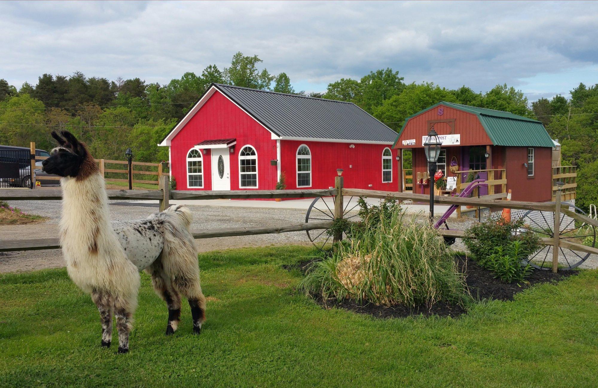 Infinity Acres Petting Ranch
