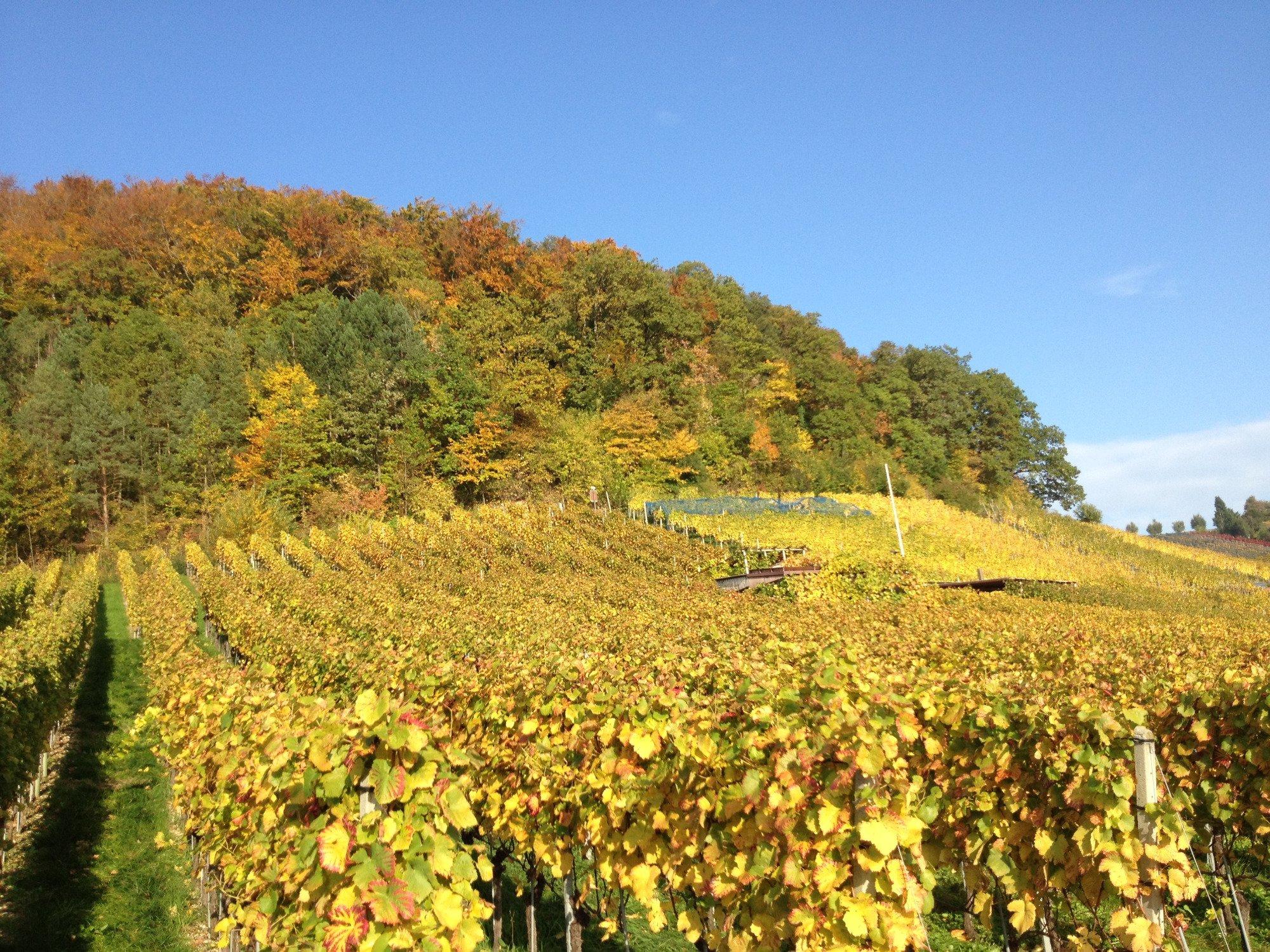 Ruinen Wartenberg & Rebenweg