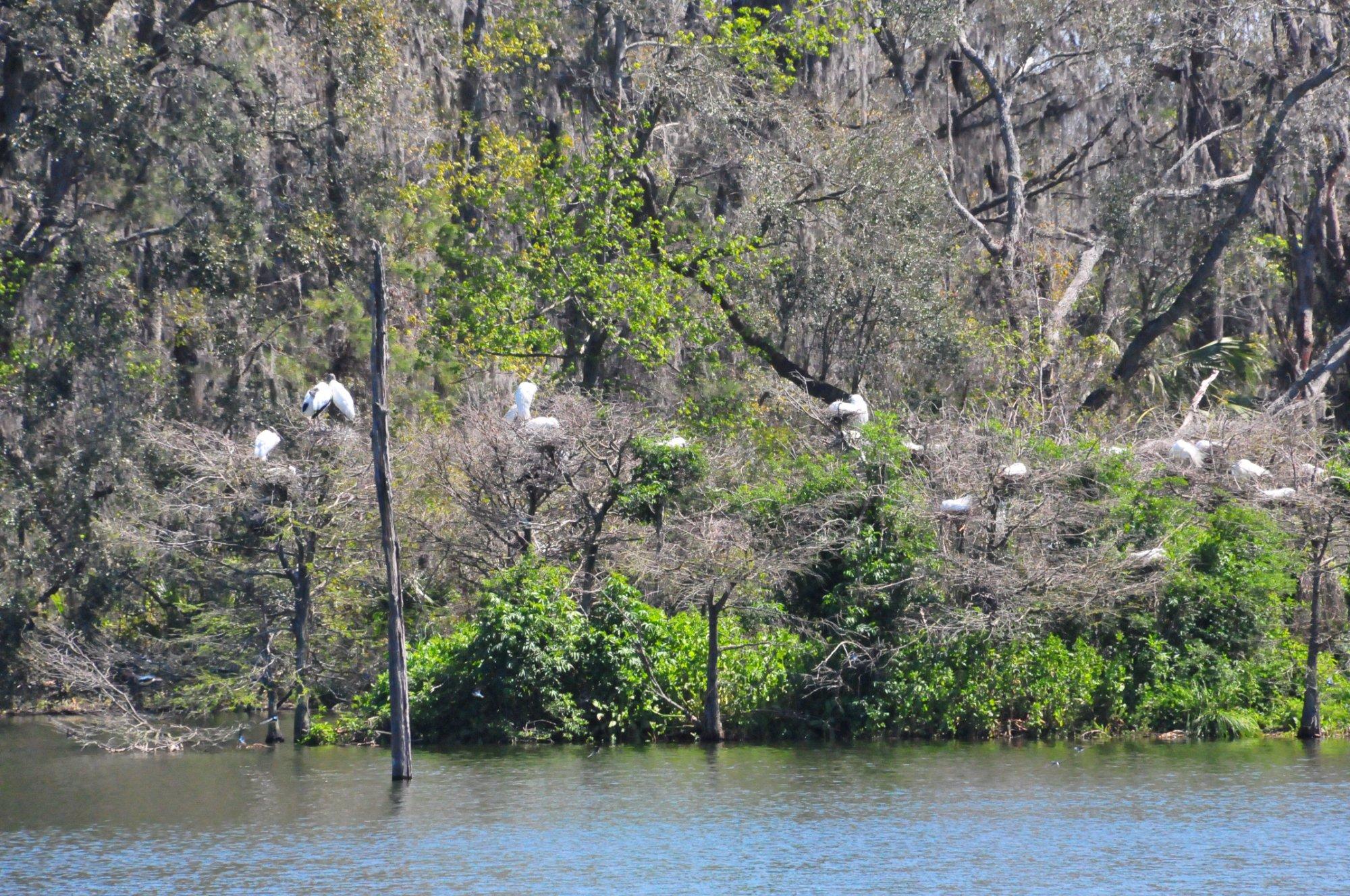 Harris Neck National Wildlife Refuge