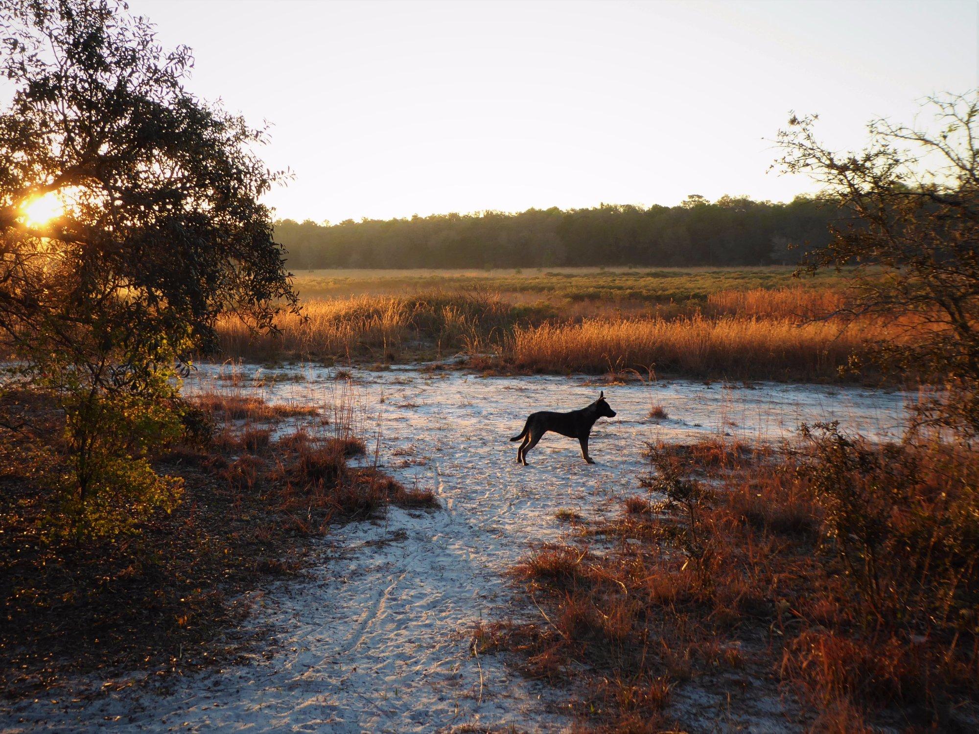 Ross Prairie Trailhead