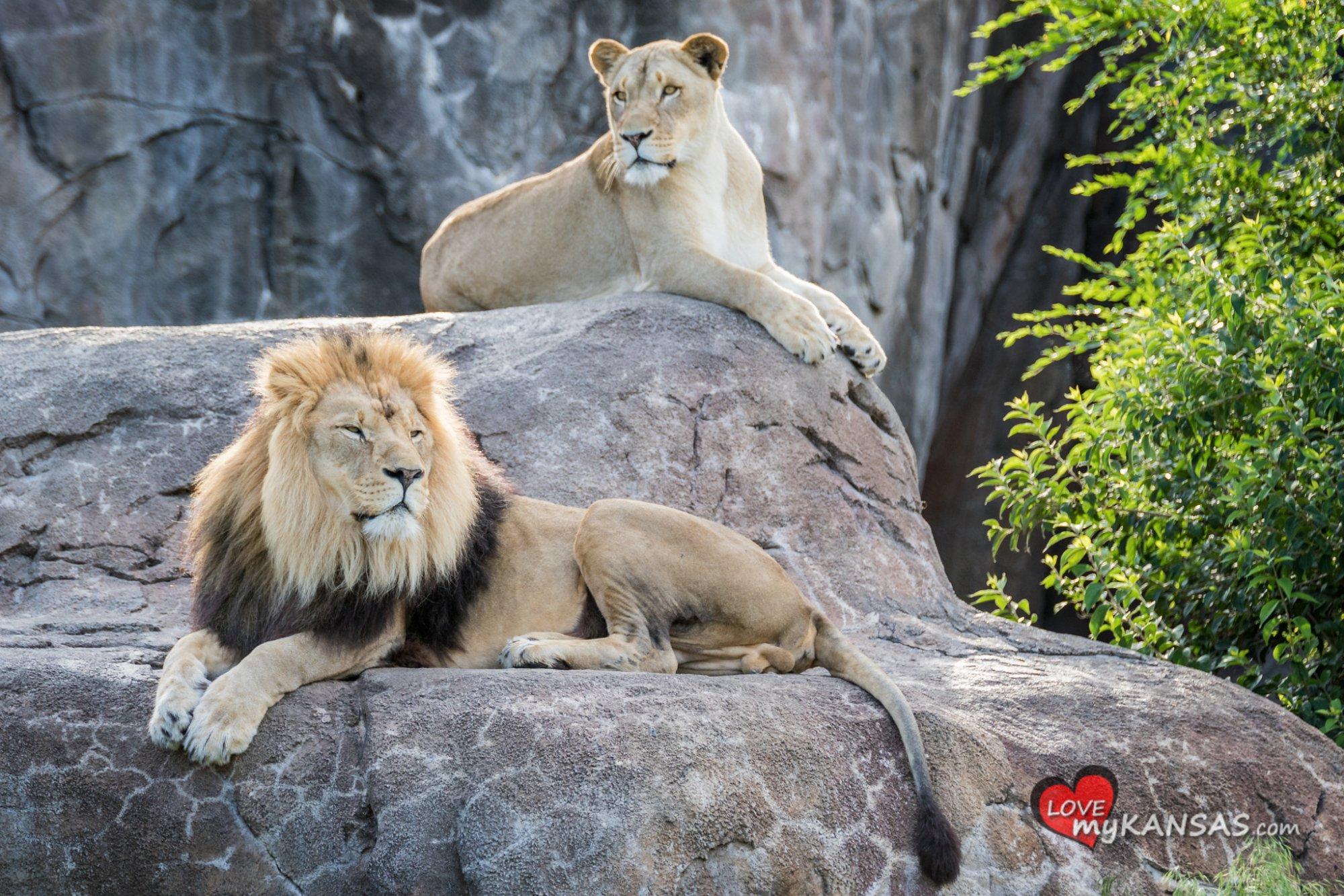 Sedgwick County Zoological Society