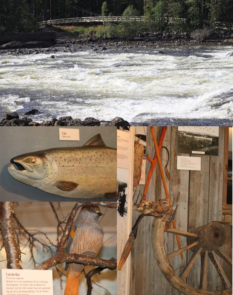 Vindelalvens naturcentrum