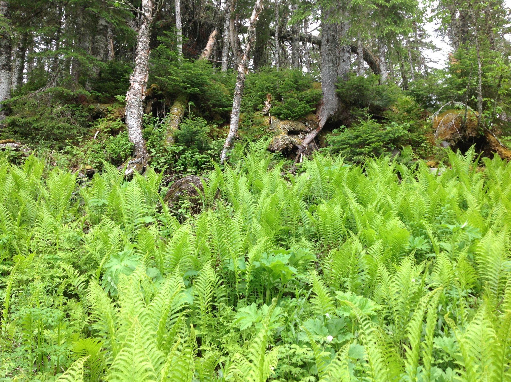 Underground Salmon Pool Trails
