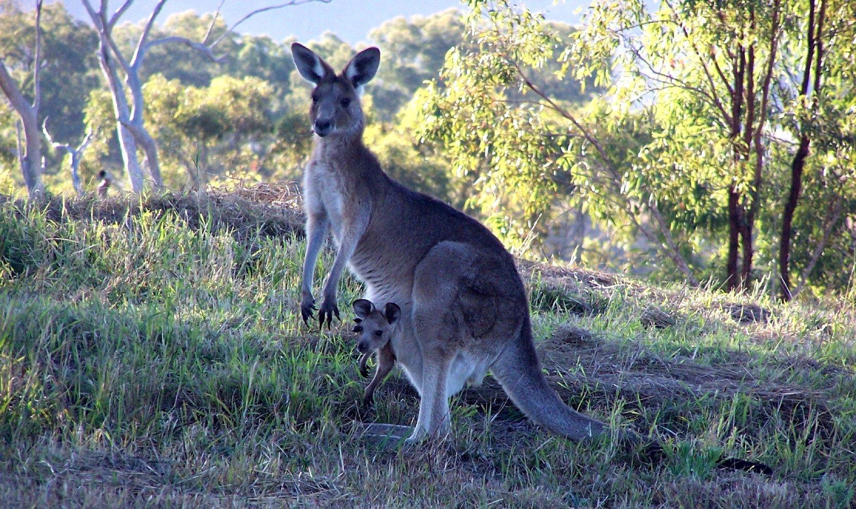 Araucaria Ecotours - Day Tours