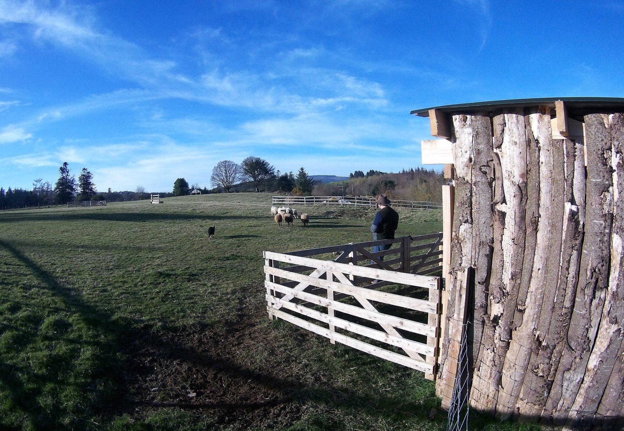 Irish Working Sheepdogs