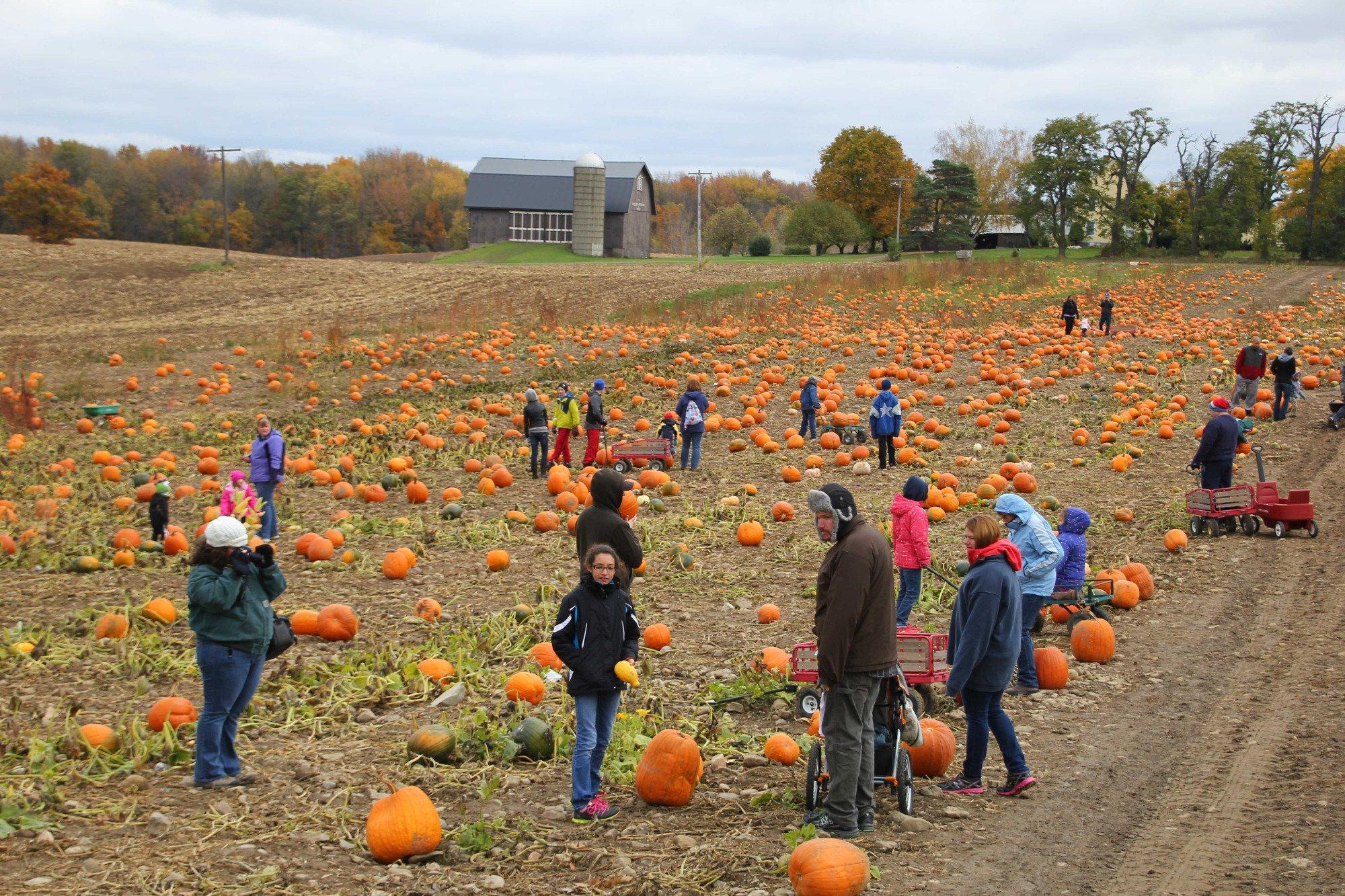 Stokoe Farms