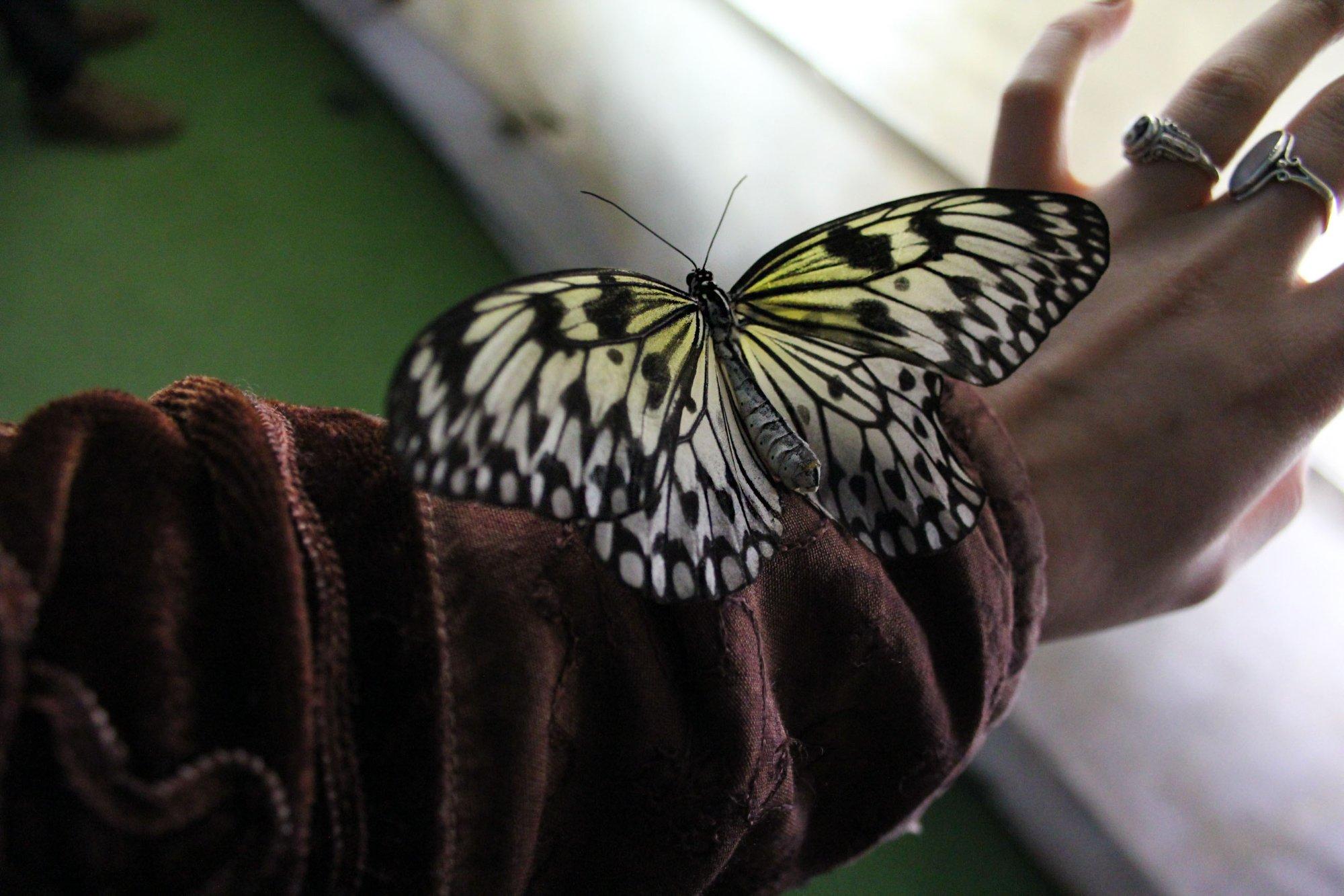 Muzeum Żywych Motyli