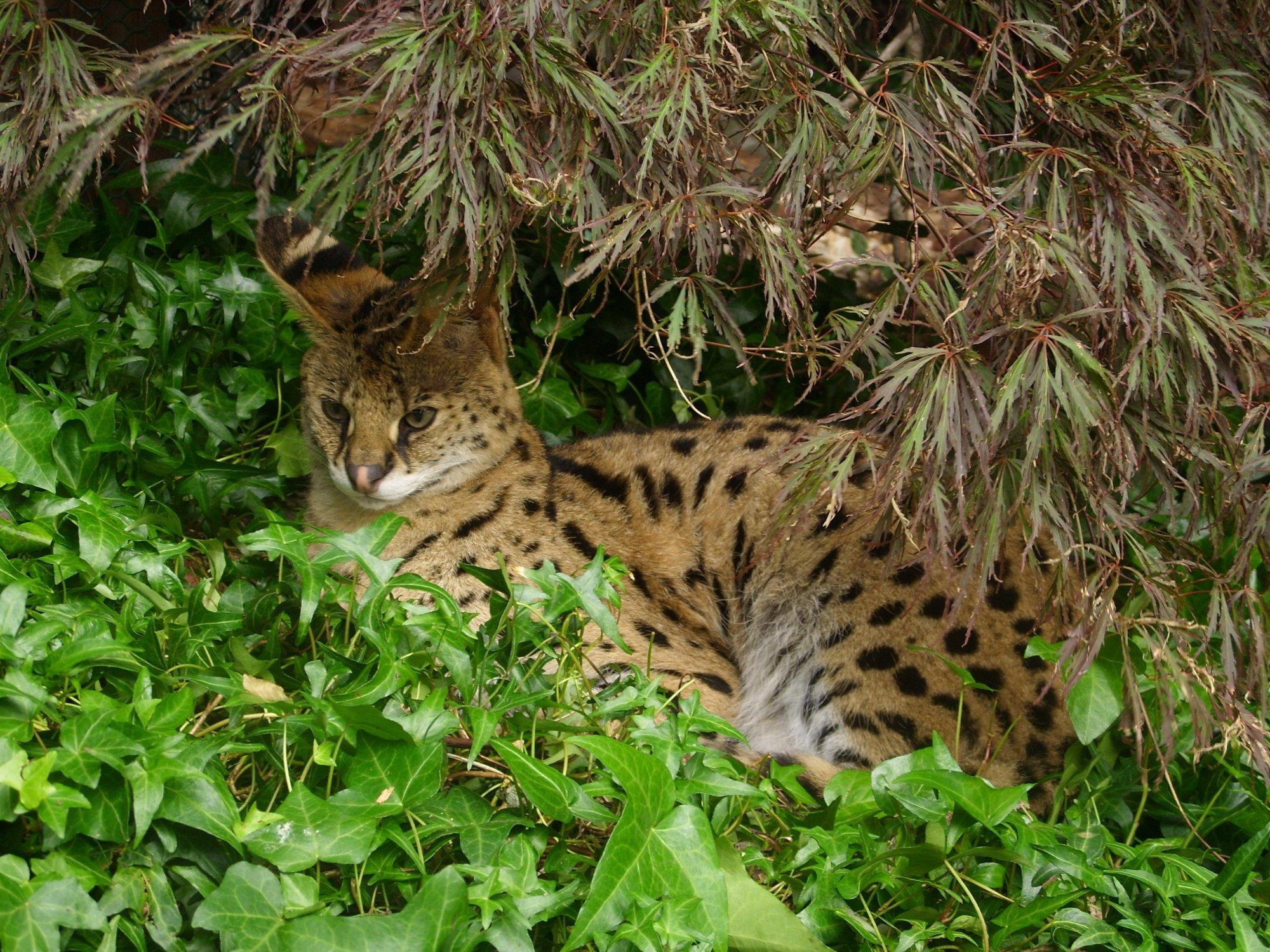 Wild Felid Advocacy Center of Washington