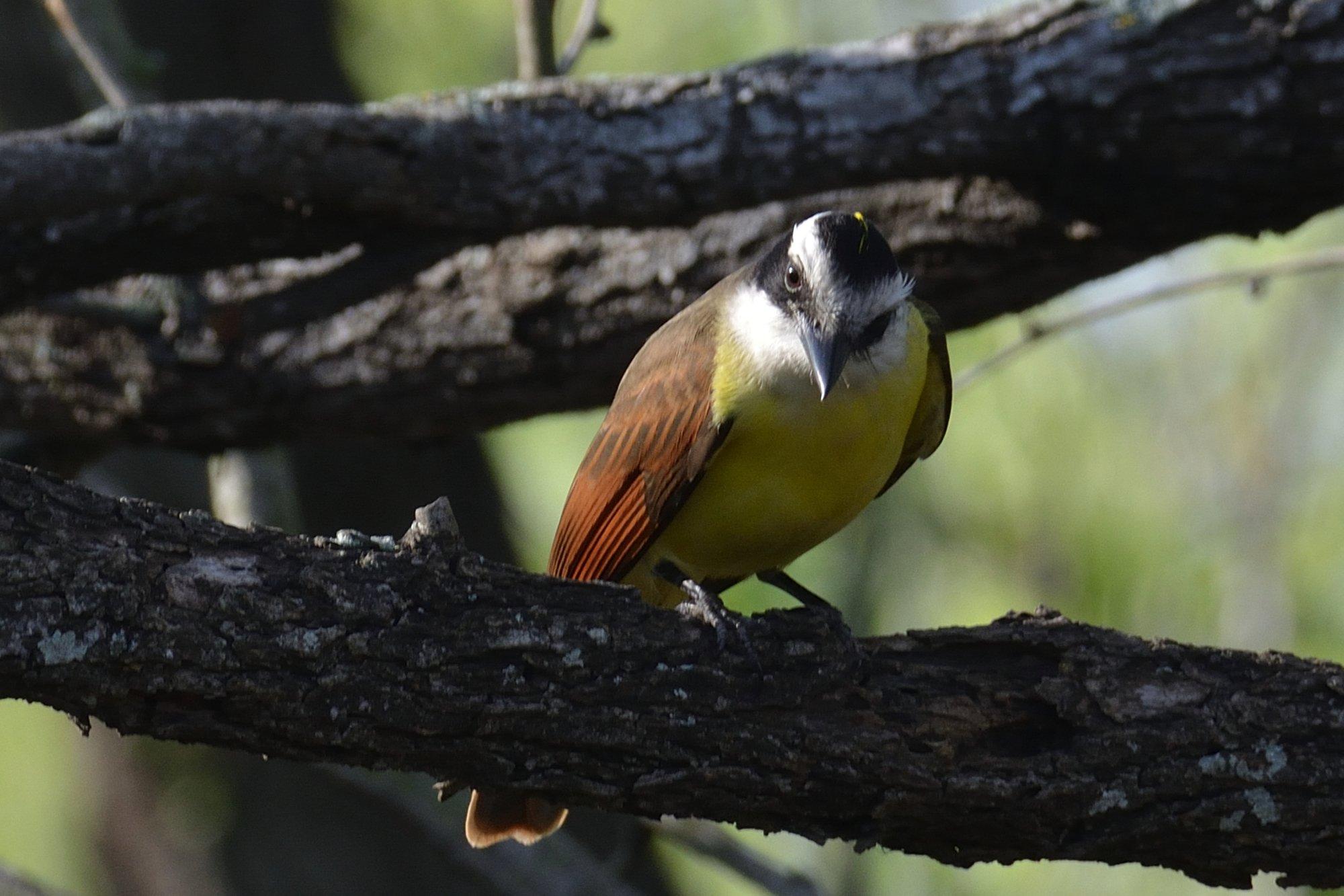 World Birding Center