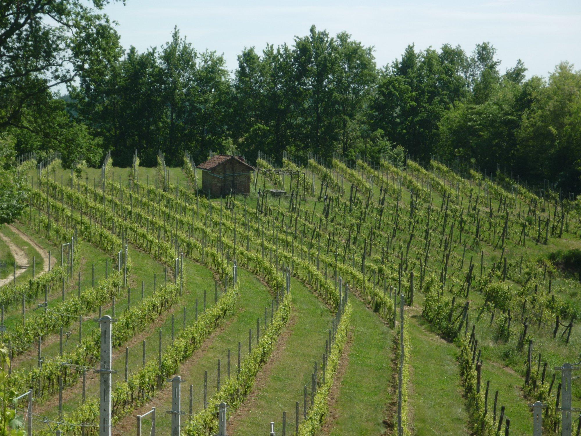 Azienda Agricola CIABOT