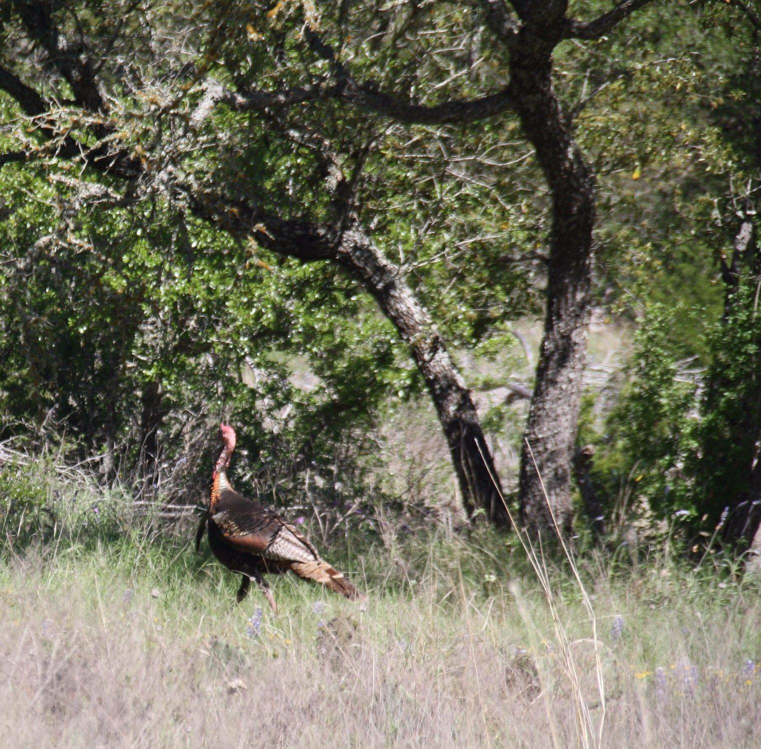 Kerr Wildlife Management Area
