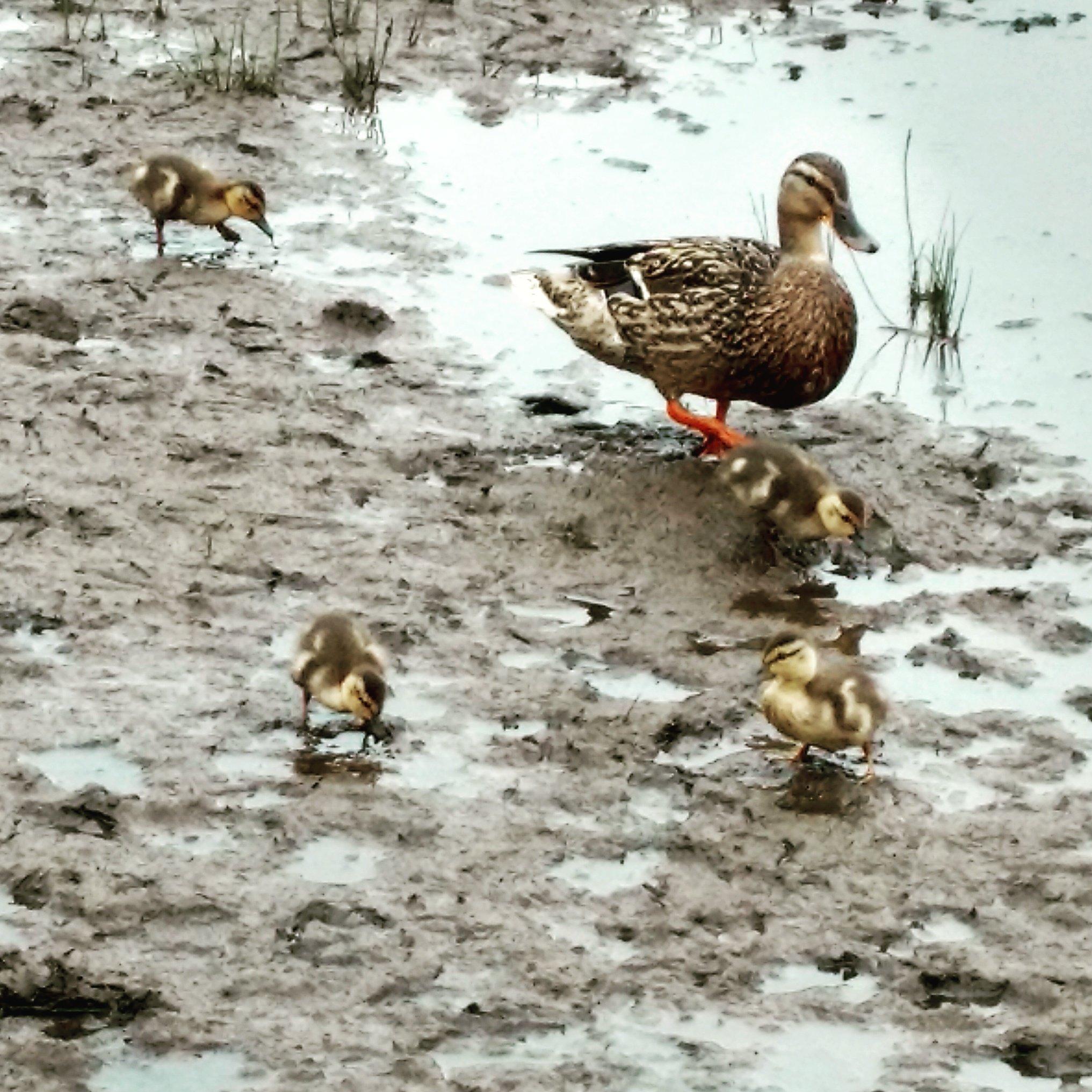 Fanno Creek Greenway Trail