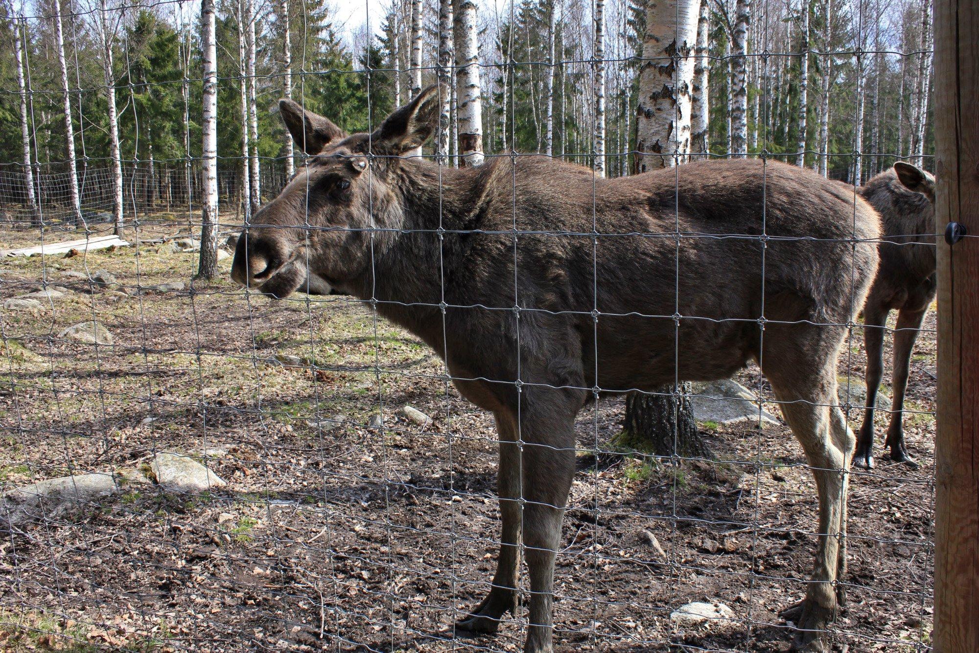 Långshyttans Algpark