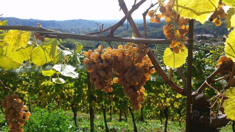 Azienda Agricola Anna Berra