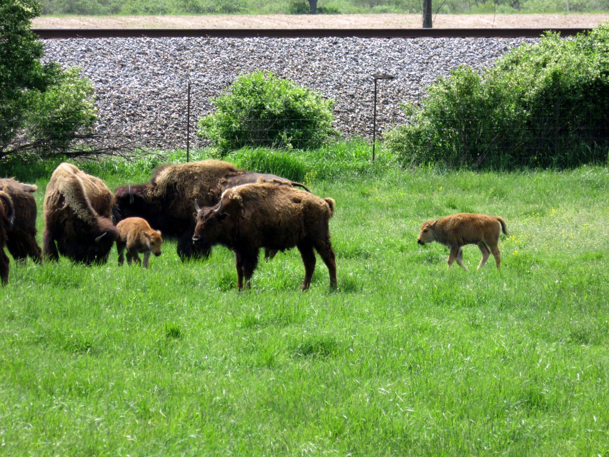 Lester's Bison Farm