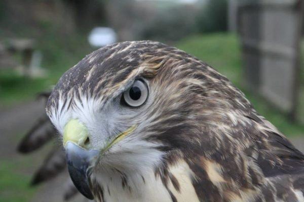 I Falchi di Rocca Romana