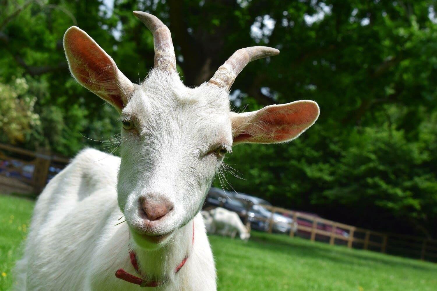 Buttercups Sanctuary for Goats