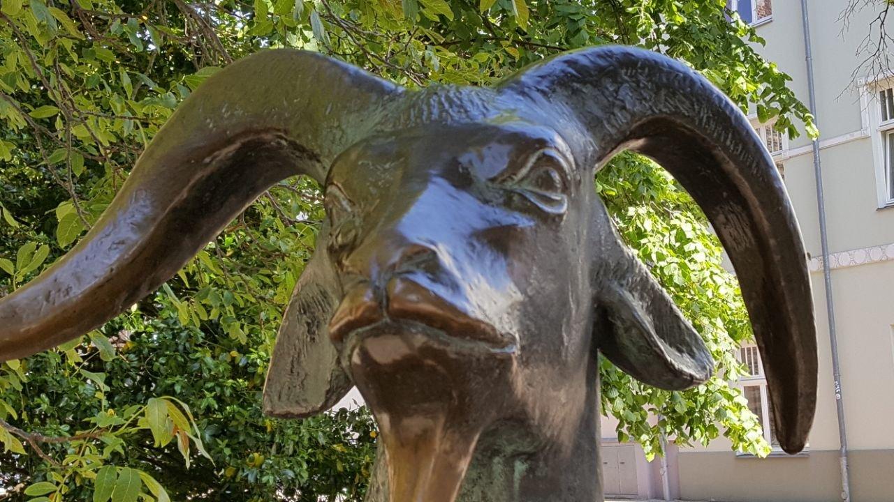 Afrikanische Bergziege