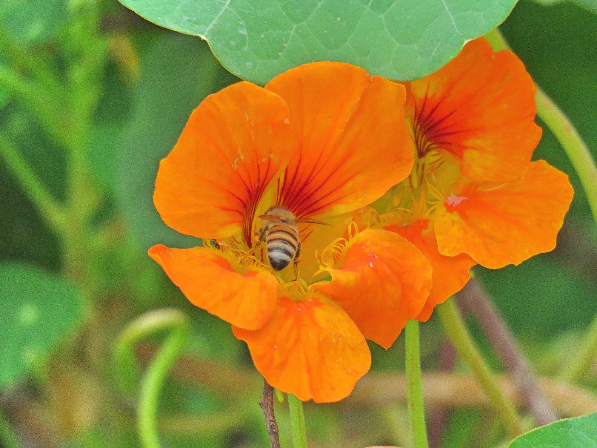 Stough Canyon Nature Center