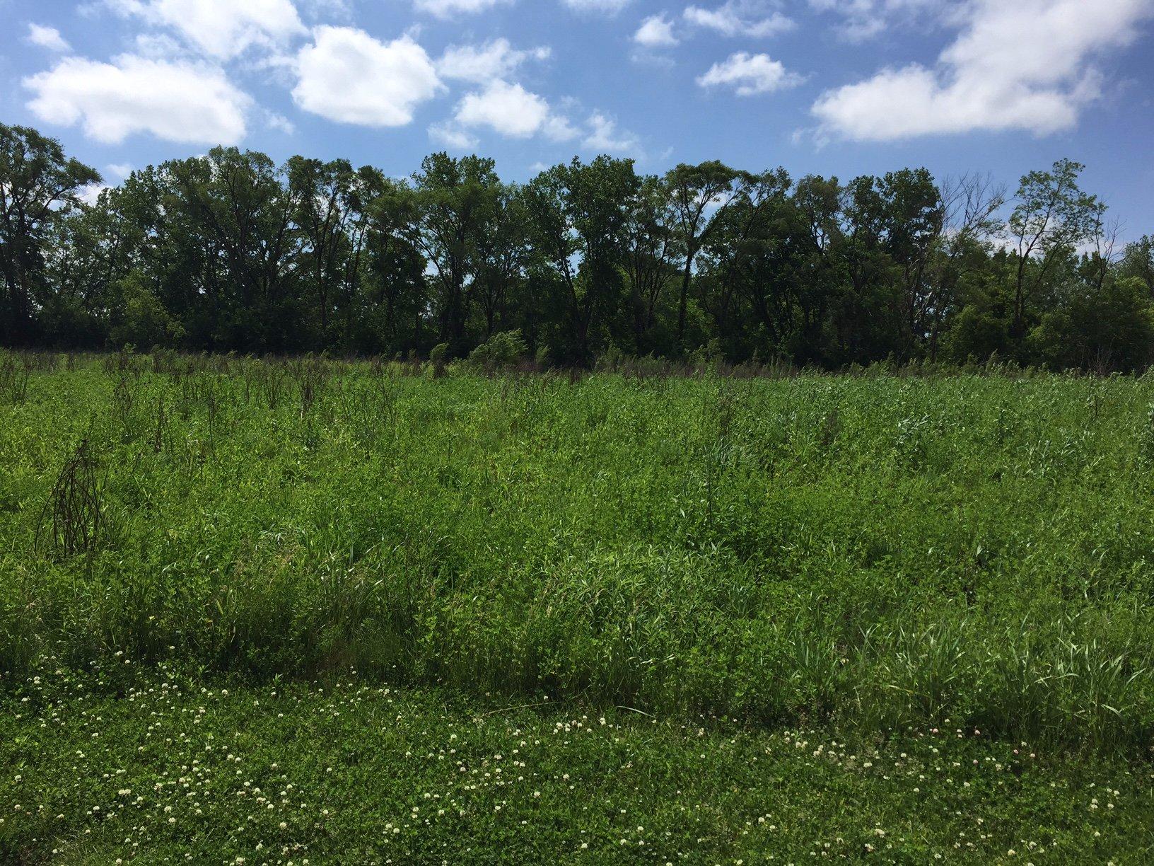 Stateline Restoration Prairie