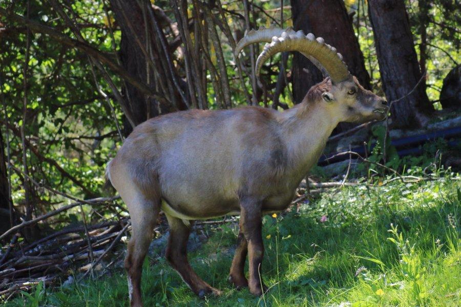 Parco Faunistico Mont Avic