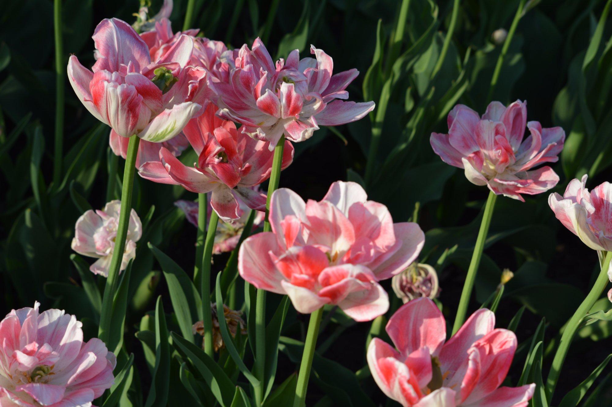 Canadian Tulip Festival