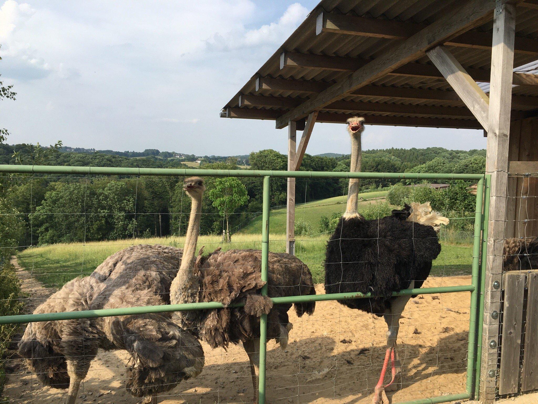 Straussenfarm Emminghausen