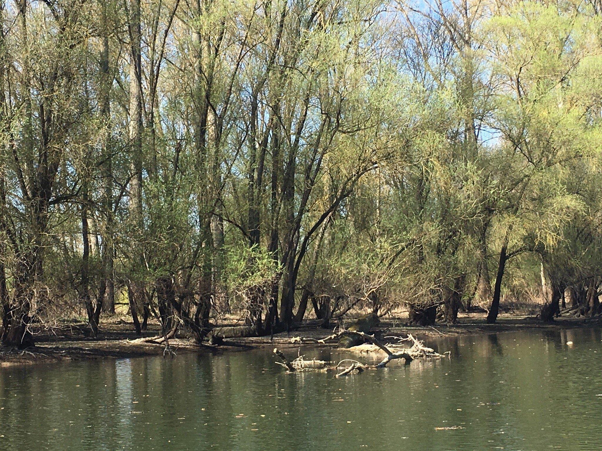 Nachenfahrten auf dem Altrhein