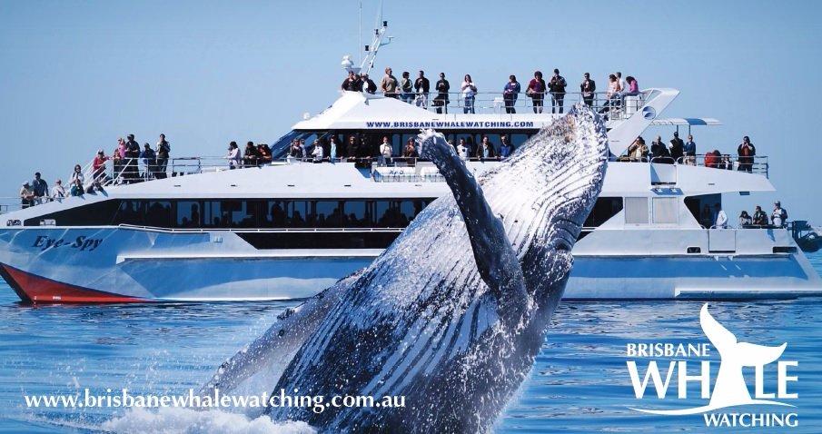 Brisbane Whale Watching