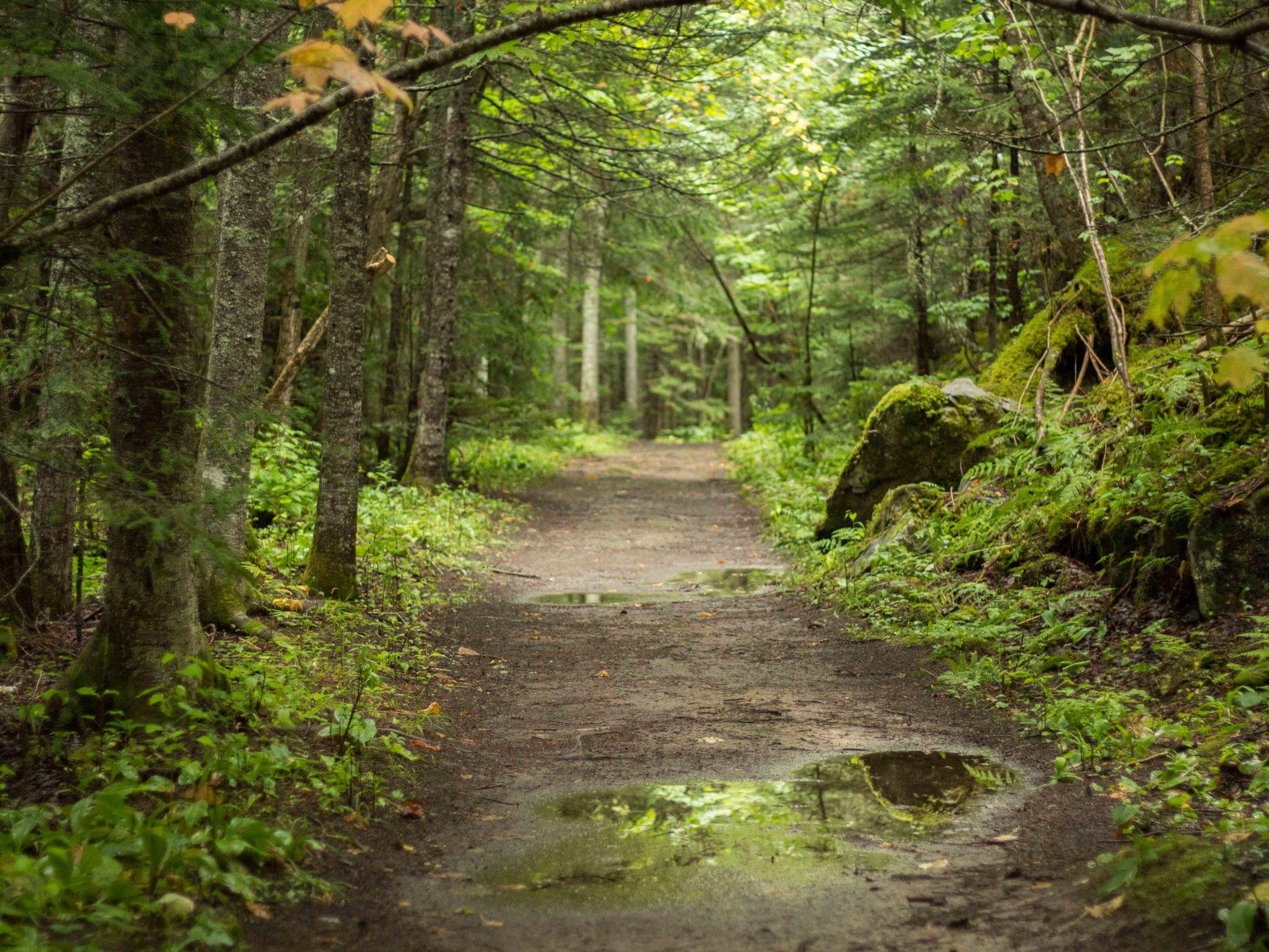 Parc de la Rivière Mitis