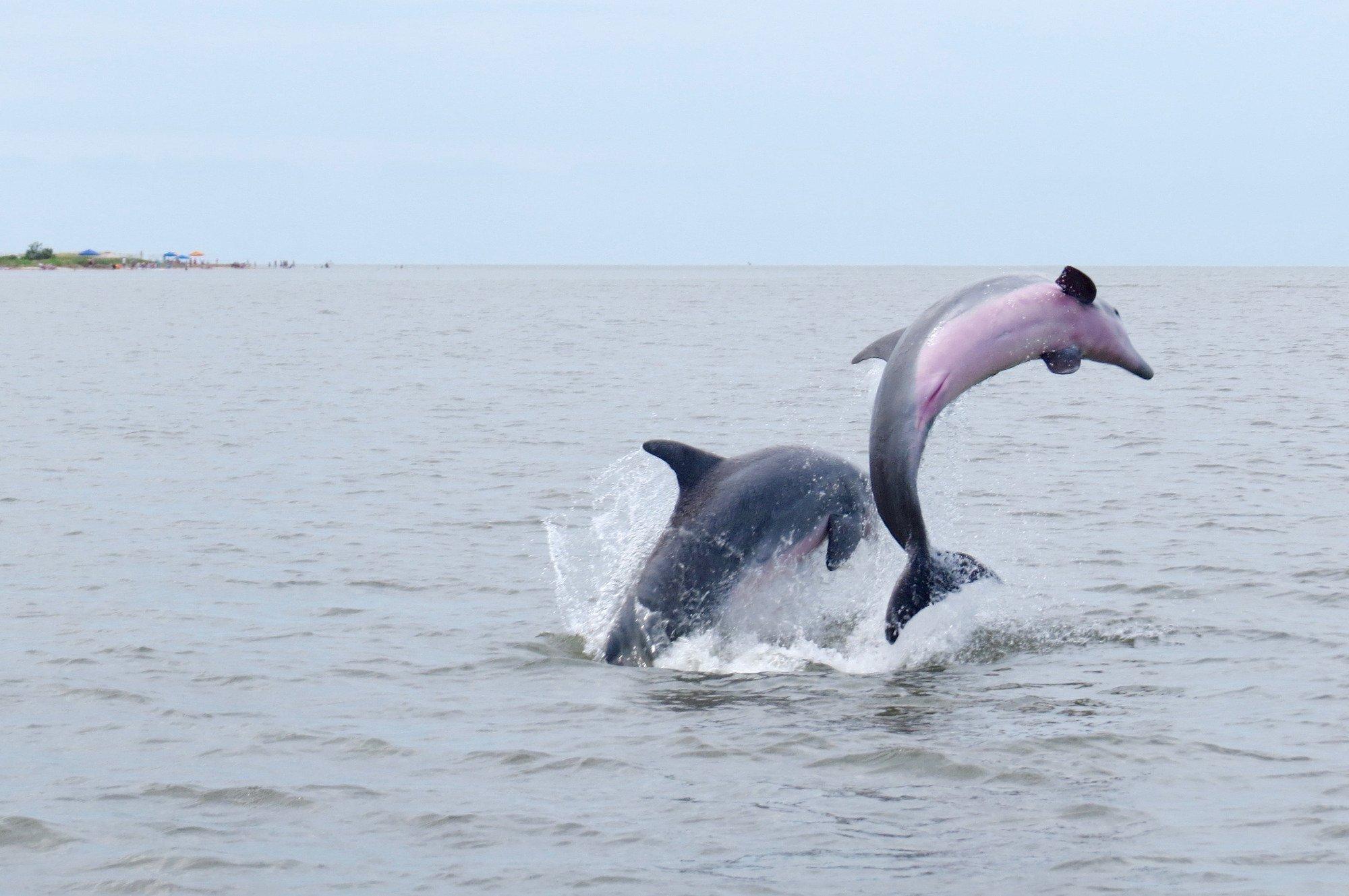 Photo by BirdwatcherGA