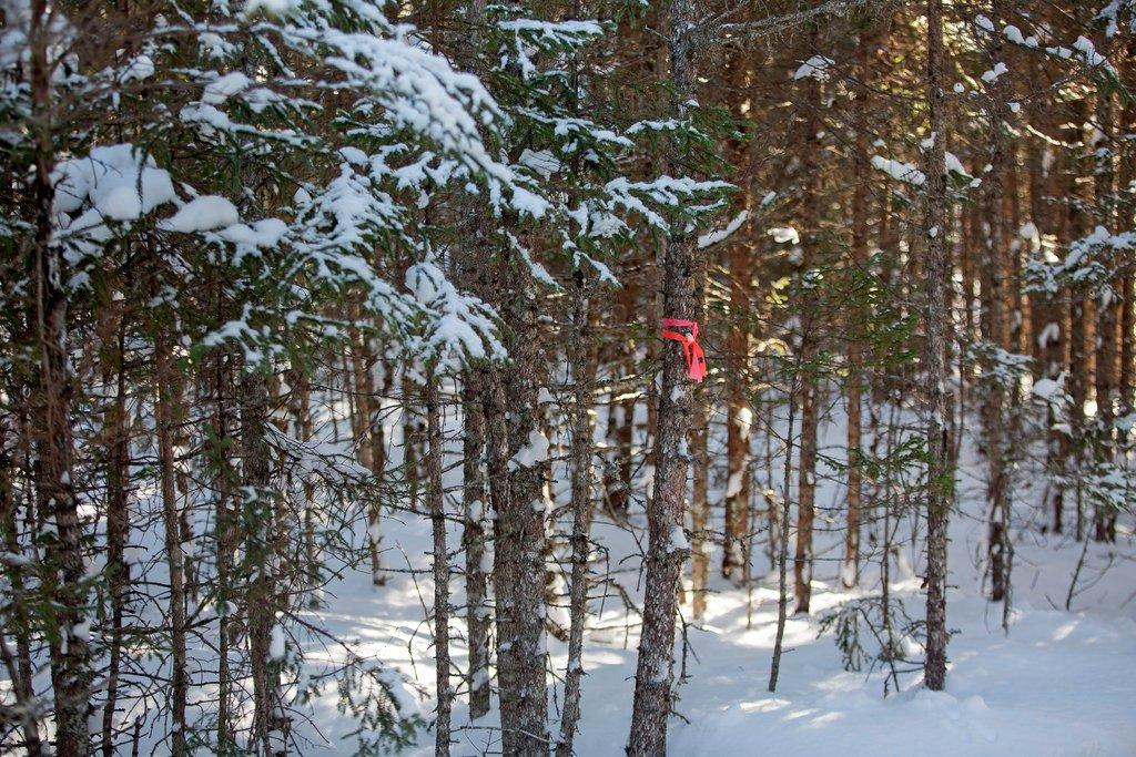 Airport Nordic Ski Club