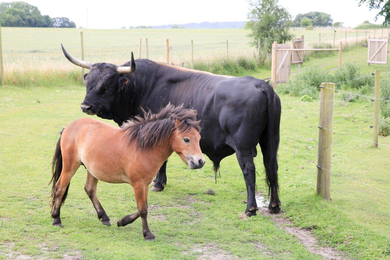 Naturskolen Ved Orostrand