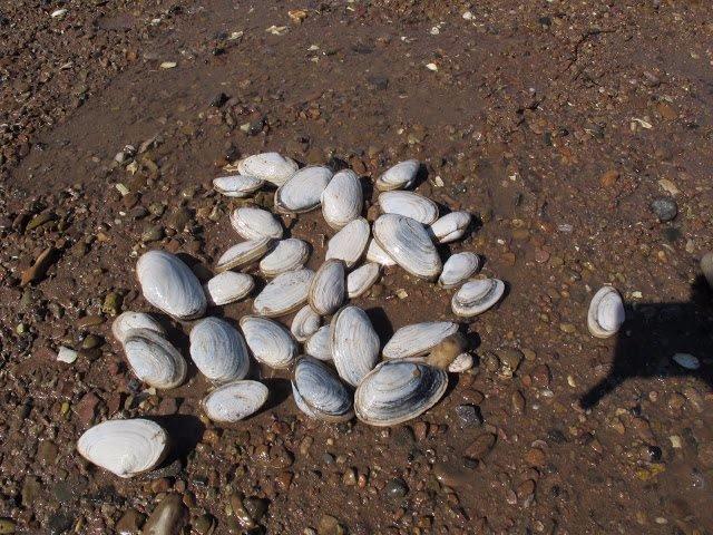 Les Épaves de la Baie de St-Simon