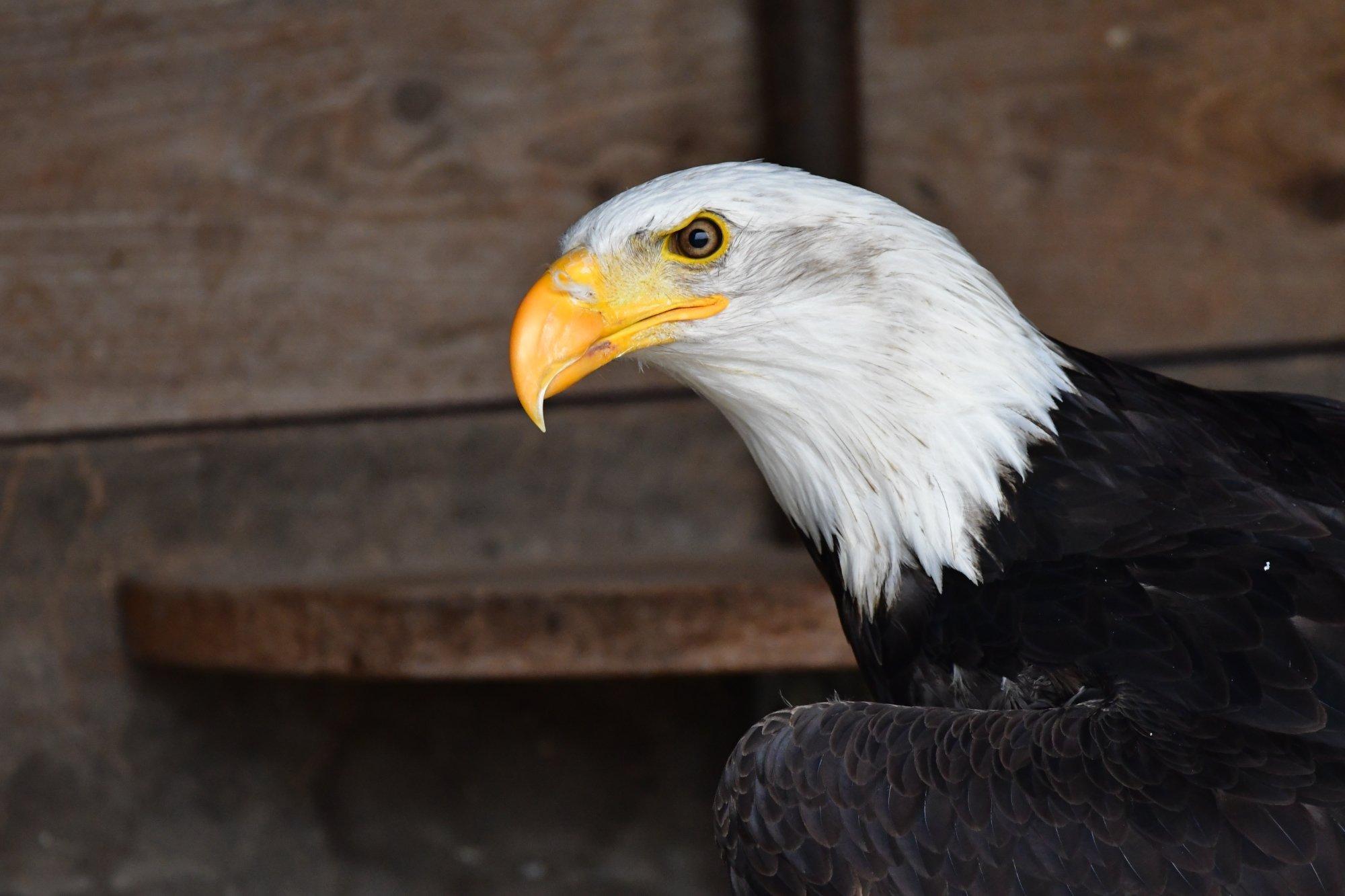 Greifvogelwarte Feldatal