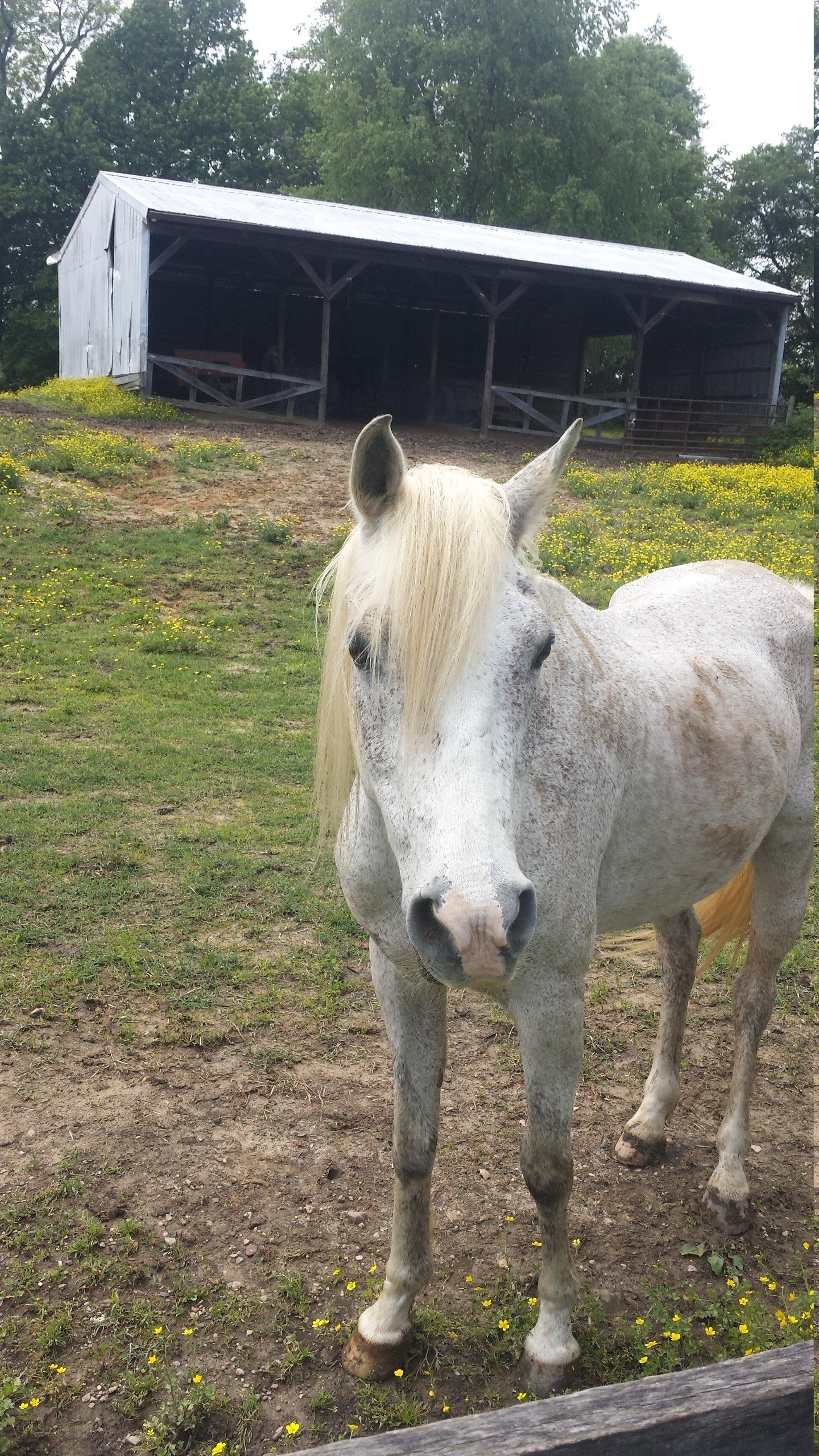 Ramey Riding Stables
