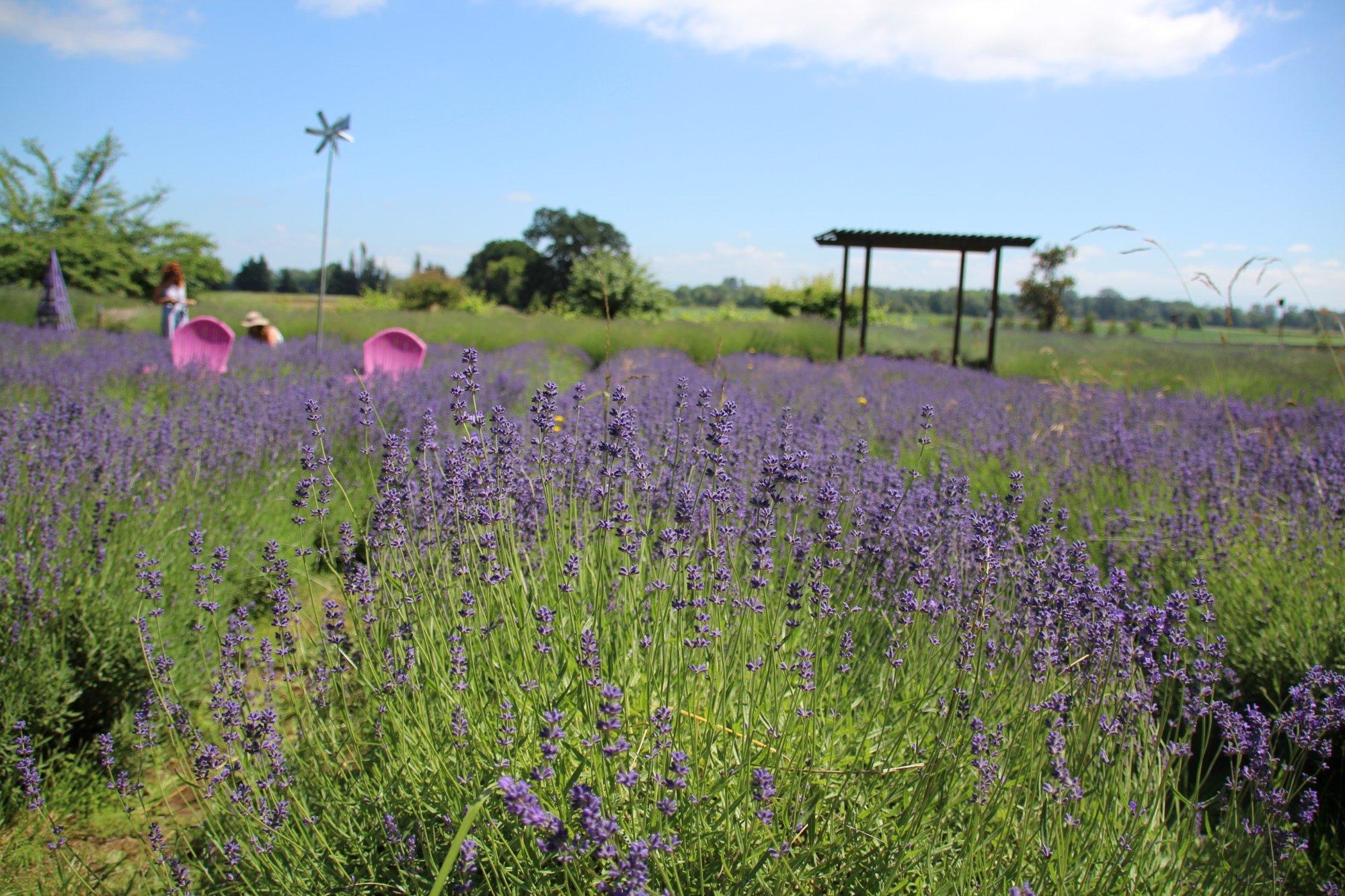 Sauvie Island Lavender Farm