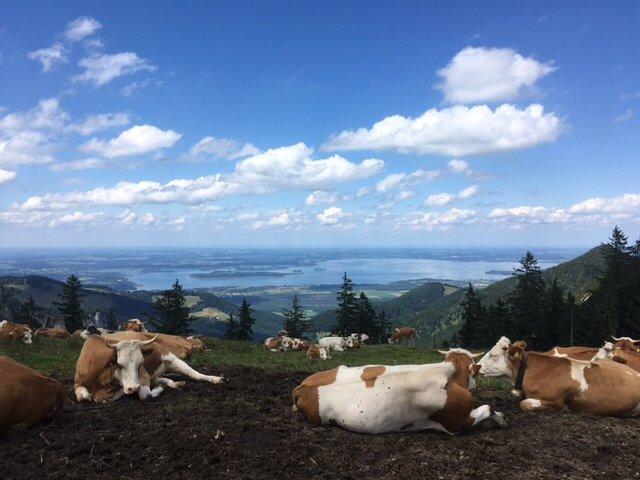 Piesenhausener Hochalm