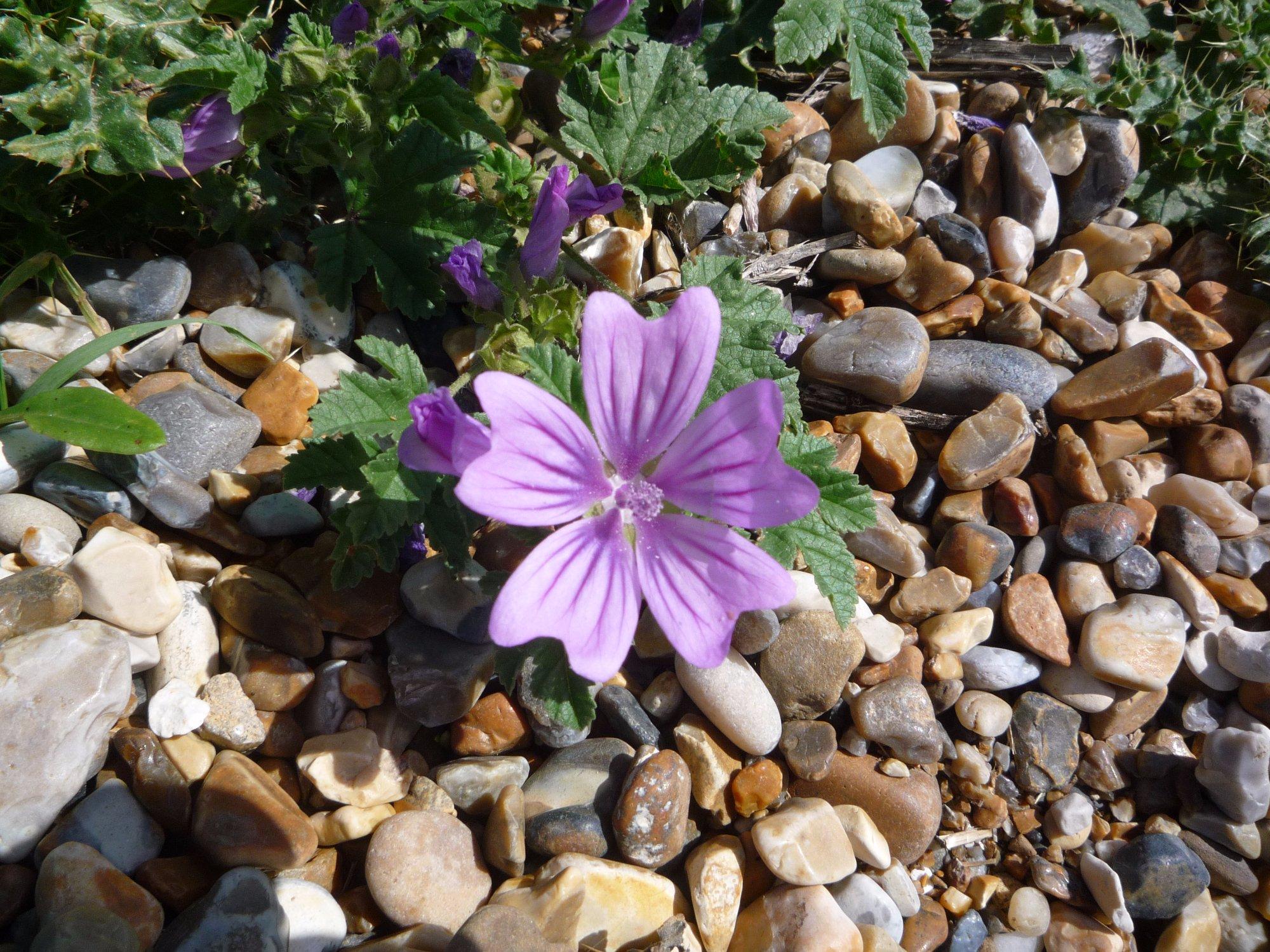 Cley Marshes Nature Reserve and Beach