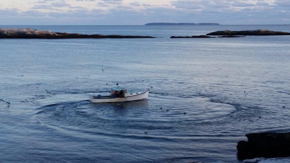 Sea Swell Megunticook