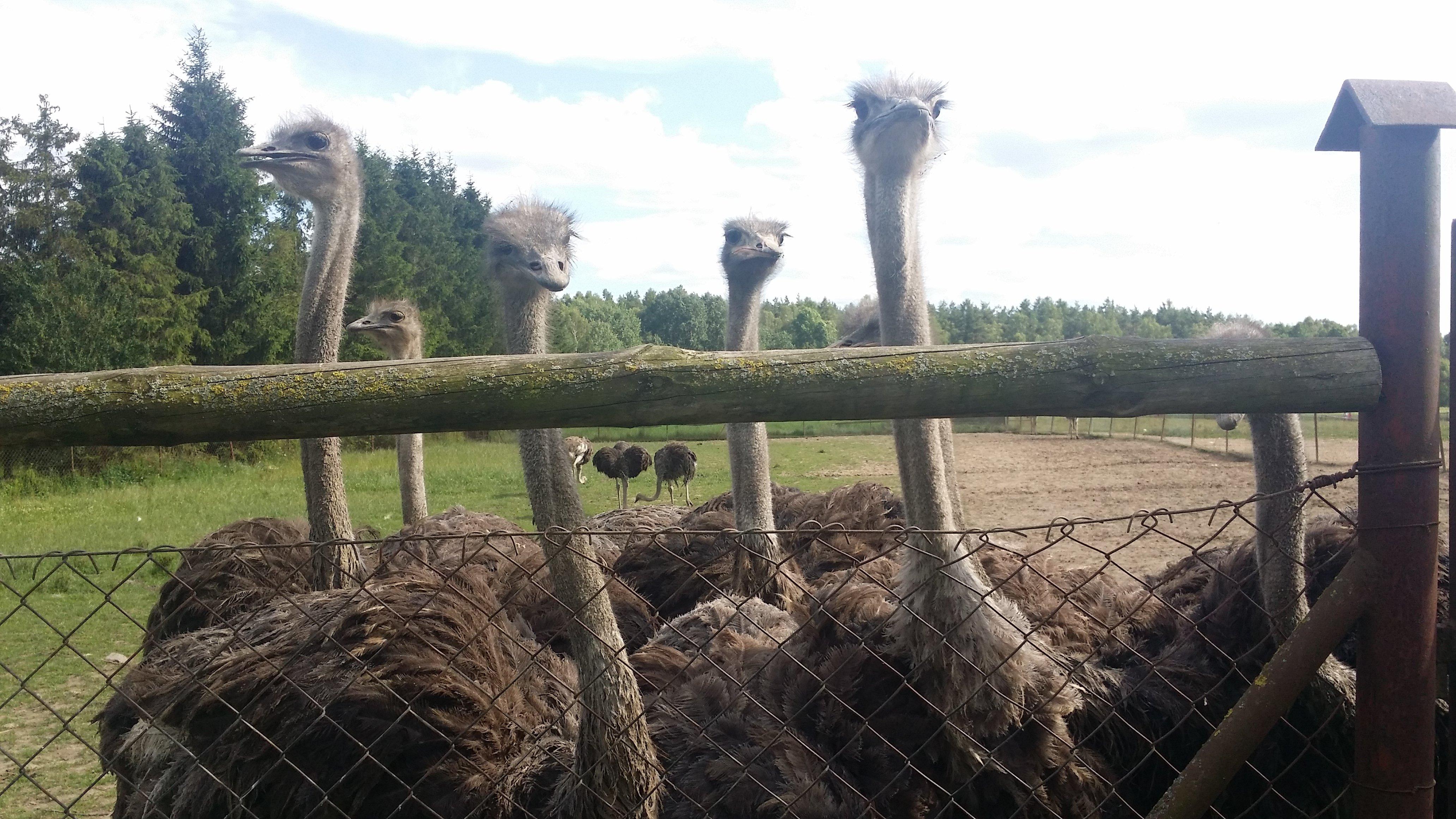 African Ostrich Farm in Garczyn