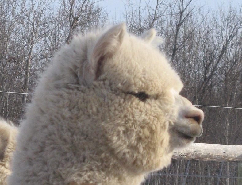 Camelot Haven Alpacas