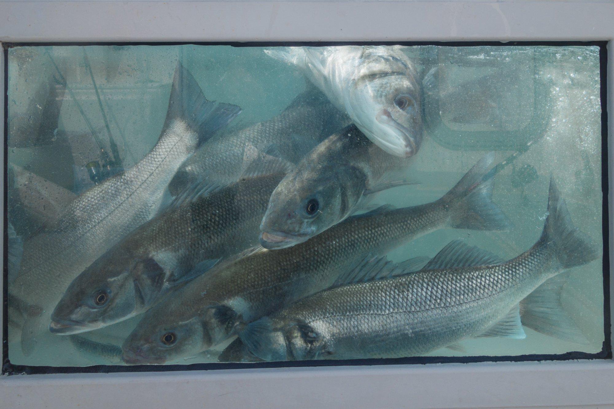 Arnaud de Wildenberg - Fishing Guide