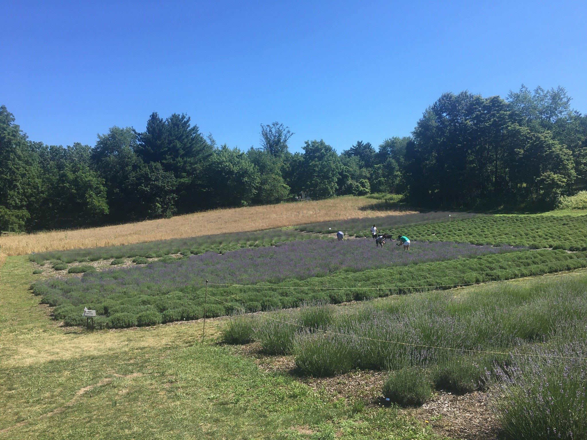 The Lavender Hill Farm